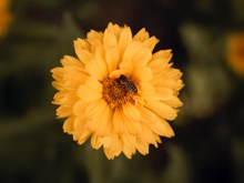 菊花上的蜜蜂精美图片