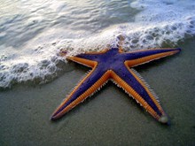 沙滩上的海星图片下载