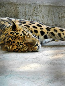 睡觉的豹子图片素材