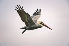 褐鹈鹕飞翔高清图片