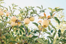 苹果树上的成熟苹果图片素材