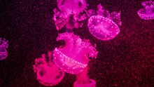 红色火水母的高清图片
