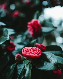 唯美红色茶花花朵图片素材