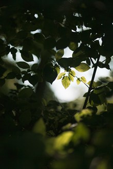 非主流绿色树叶意境精美图片