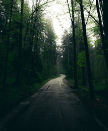 绿色树林大道风景图片素材