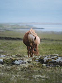 棕色草原马匹精美图片