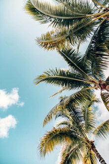 蓝天白云椰子树唯美精美图片