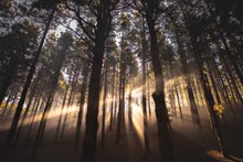 逆光树林自然景色图片素材