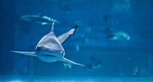 蔚蓝大海鲨鱼图片素材