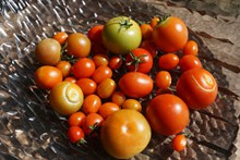 大蕃茄小番茄高清图片