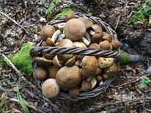 森林采摘食用蘑菇高清图片