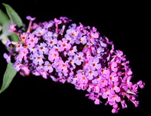 紫色五色梅小花朵高清图片