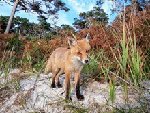 荒野红狐狸图片素材