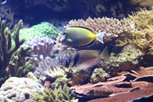 水族馆珊瑚和鱼高清图片