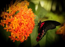 鲜花上的黑蝴蝶图片素材