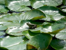 池塘绿色荷叶高清图片