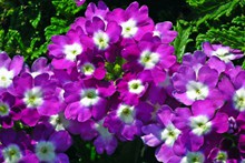 紫色报春花花朵图片下载