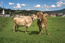 瑞士奶牛图片下载