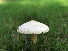 伞状白蘑菇图片