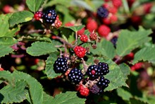 野生黑莓水果高清图片