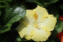 漂亮黄色木槿花图片下载