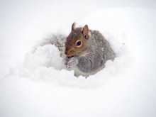 雪地里的松鼠精美图片