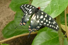 白色斑点燕尾蝶高清图