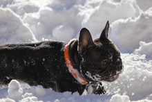 雪地里法国斗牛犬图片大全