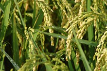 饱满水稻稻穗高清图