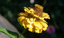 黄色百日草花朵图片素材