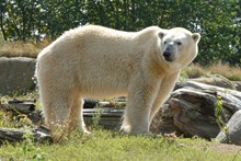 野生白色北极熊高清图