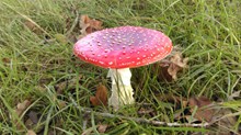 伞状野蘑菇高清图