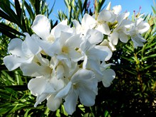 白色夹竹桃花朵图片素材