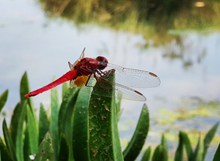 漂亮红色蜻蜓图片大全