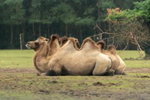 骆驼休憩图片素材