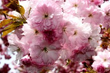 粉色大朵樱花精美图片
