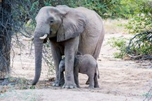 母象小象高清图片