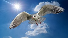 高空海鸥展翅图片素材
