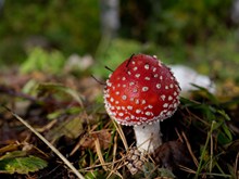 森林红色毒蘑菇包高清图