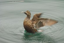 水中麻鸭展翅图片下载