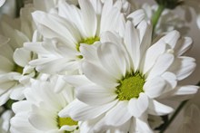 纯白色菊花图片下载