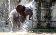 野生大象洗澡图片下载