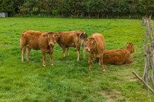 农场棕色奶牛高清图片