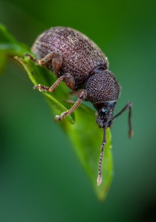 象甲虫图片素材