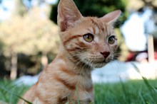 可爱小橘猫高清图片