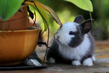 盆栽旁的兔子图片下载