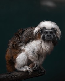 绒顶柽柳猴高清图片