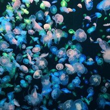 海洋中的大量水母图片素材