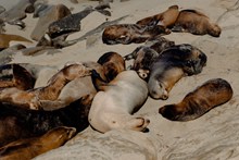 海豹集体睡觉图片下载