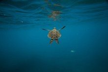 海里海龟高清图